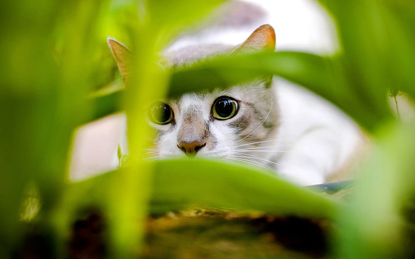 I See You, kitten, eyes, cat, nose, day, leaves, animals, green, ears HD wallpaper