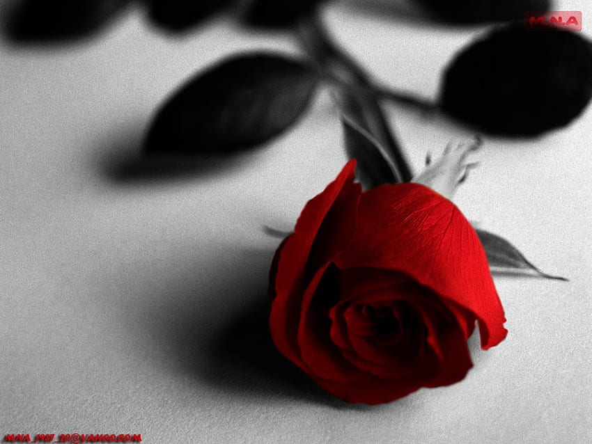 czerwona róża, róża Tapeta HD