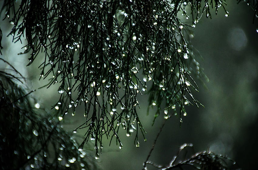 Wet Leaves Raindrops Nature Resolution , , Background, and HD wallpaper