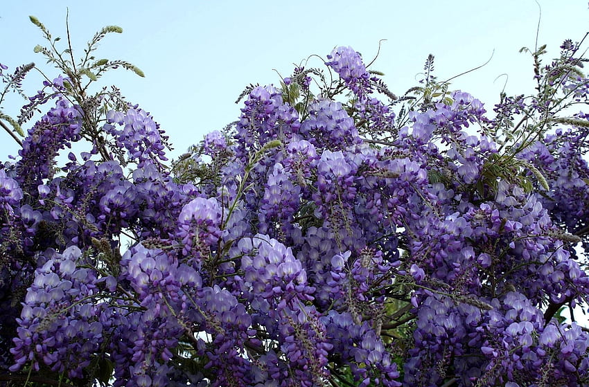 Flowers, Sky, Grapes, Branches, Bunches, Wisteria HD wallpaper