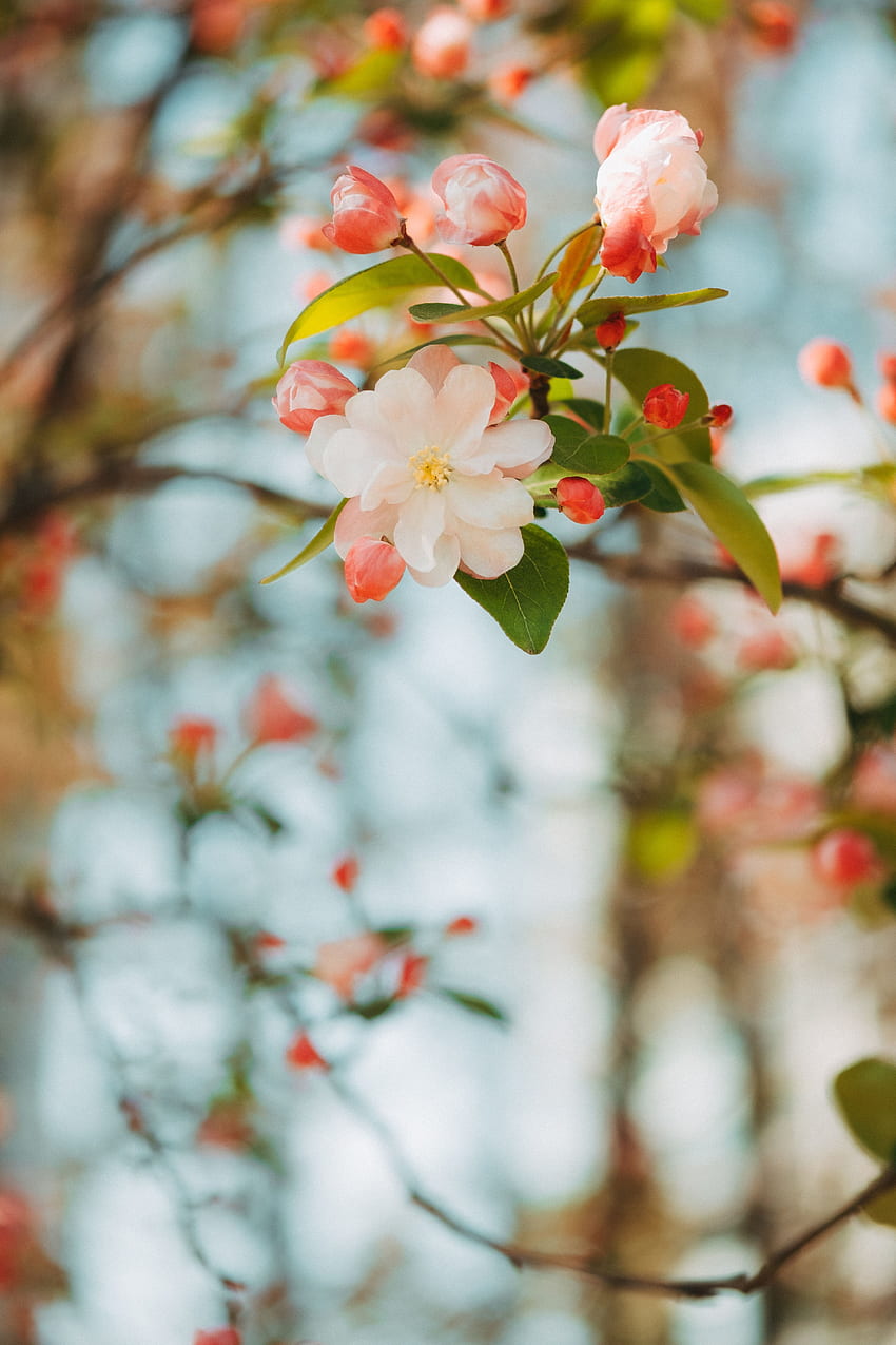 花, ピンク, 花, 支店, 入札, 春, りんごの木, ブルーム HD電話の壁紙