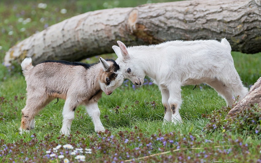 Cabras, animal, blanco, cuernos, lindo, bebé, hierba, cabra, madera, verde, thomas kruger fondo de pantalla