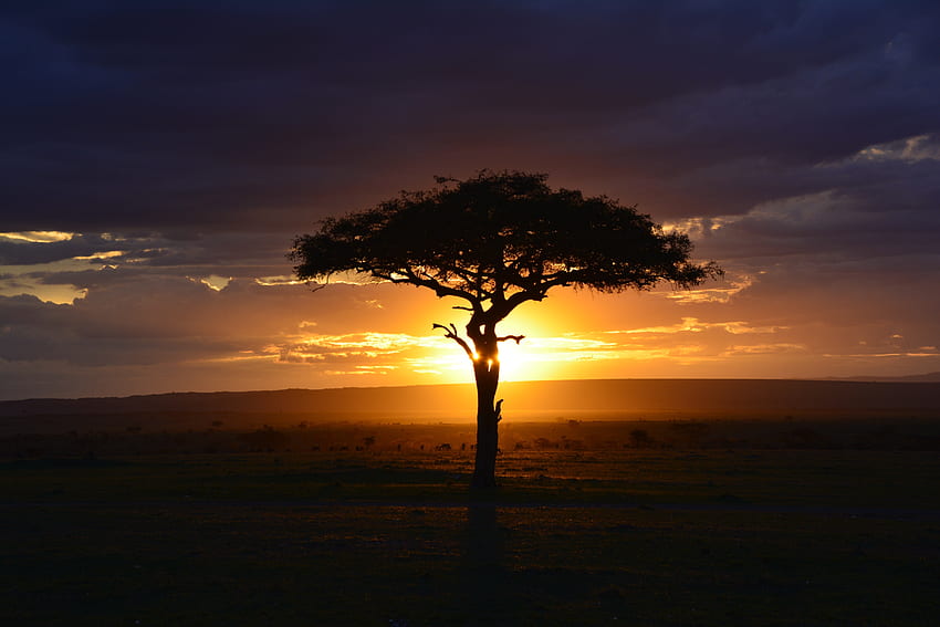 Tree, sunset, landscape, africa HD wallpaper