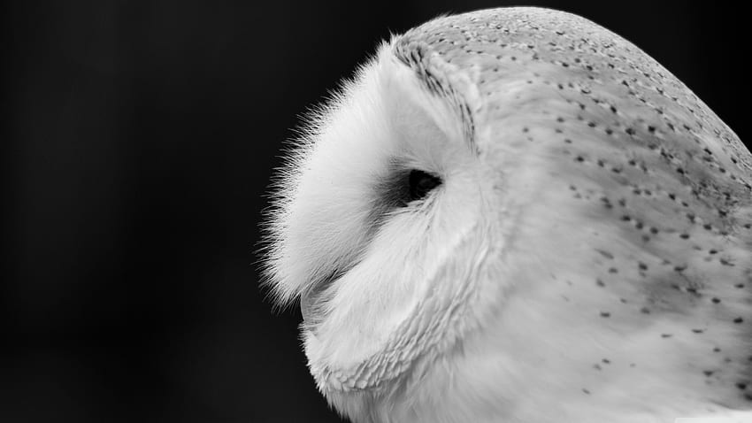 Closeup White Barn Owl สำหรับและ - - teahub.io วอลล์เปเปอร์ HD