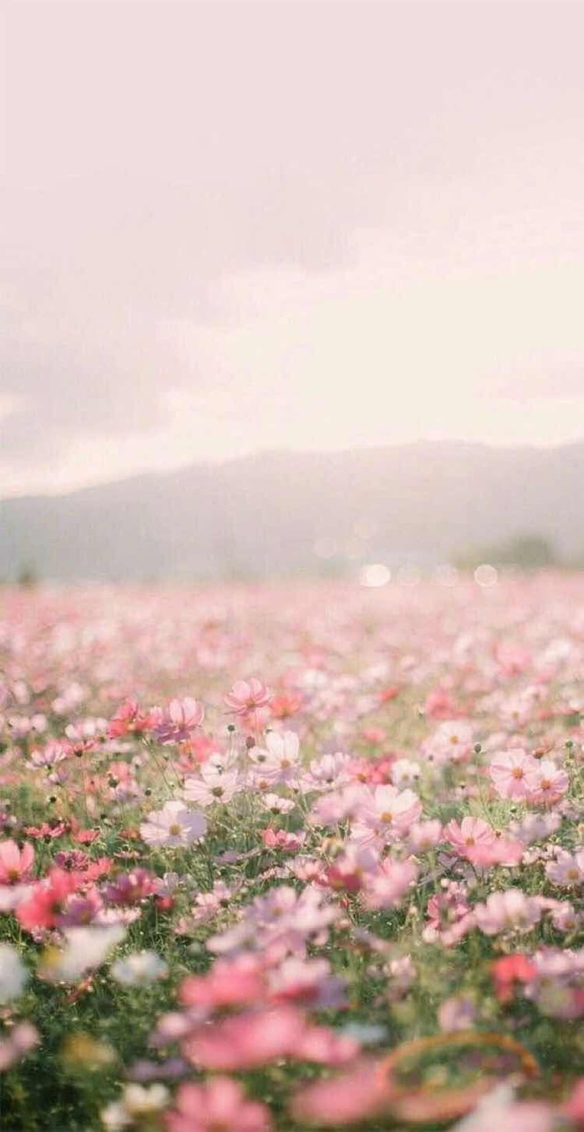 iPhone and Android : Pink Flower Field for iPhone and Android, Pastel Pink Flower HD phone wallpaper
