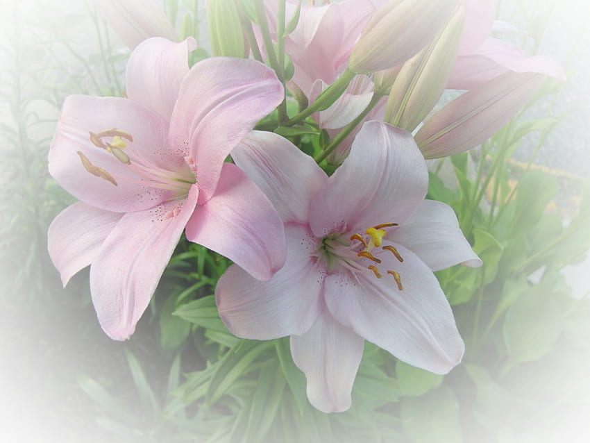 pink lily, pink, white, graphy, pretty, nature, flowers, lilies, beauty HD wallpaper
