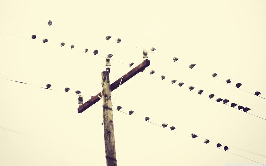 Birds Sitting On Power Lines Ultra Background for U TV : Tablet : Smartphone, Over Power HD wallpaper