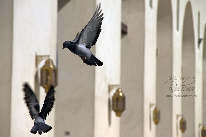 Pigeons, couple, pigeon, mosque HD wallpaper