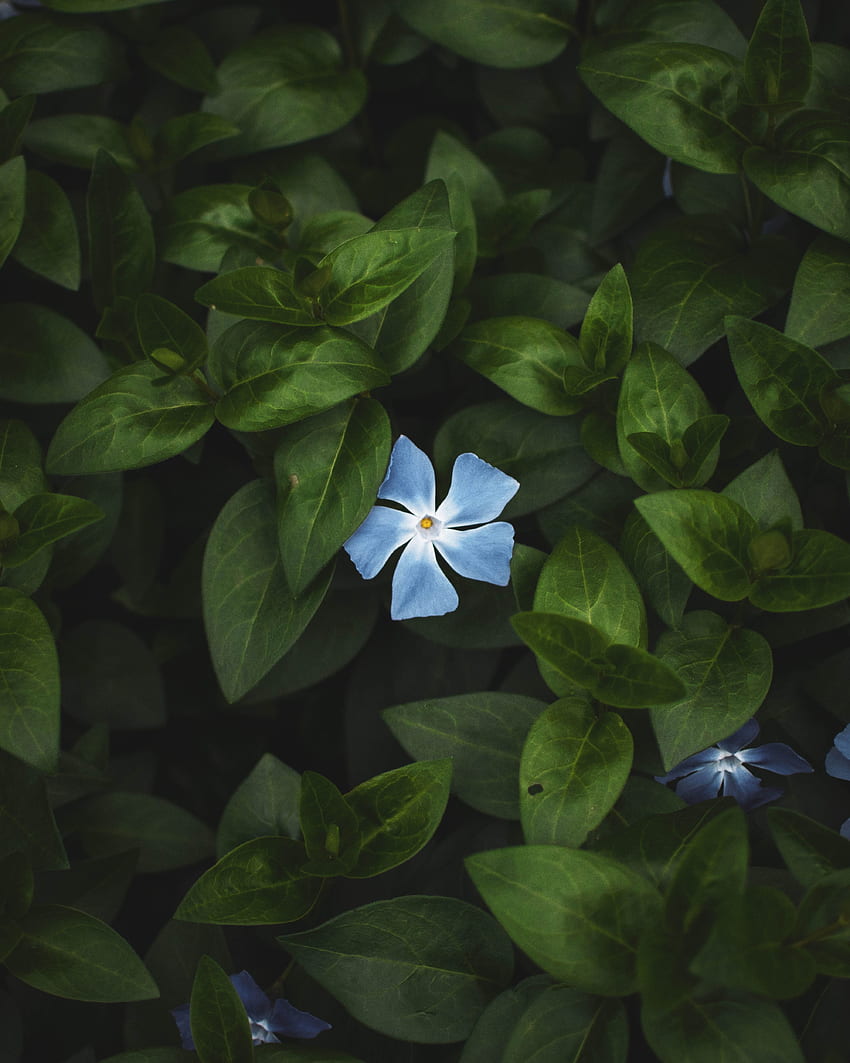 Kwiat, kwiat, liście, jasny, niebieski kwiat Tapeta na telefon HD
