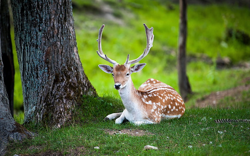 Deer, animal, horns, cerb, green HD wallpaper