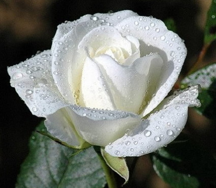 Innocence, rose, white, plant, flower, nature HD wallpaper