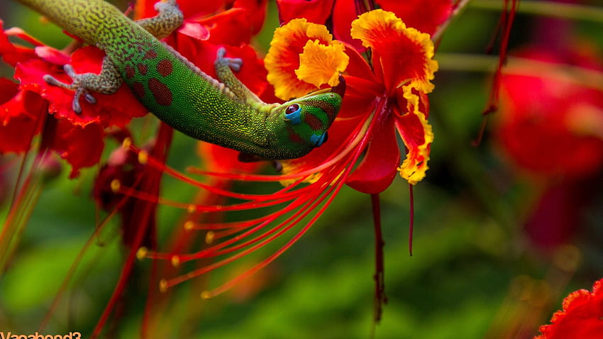 Lizard Hilo, Hawaii, lizard, green, flowers, red, nature, animal, reptiles HD wallpaper