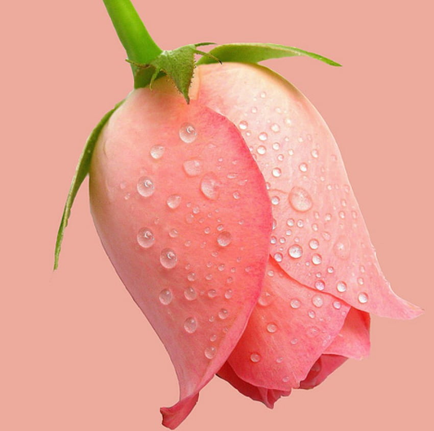 Rosedrop, rose, pink, drop, nice HD wallpaper