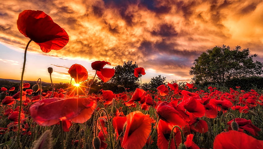 Poppy field at sunset, poppies, field, red, clouds, beautiful, sky, sunset, fiery HD wallpaper
