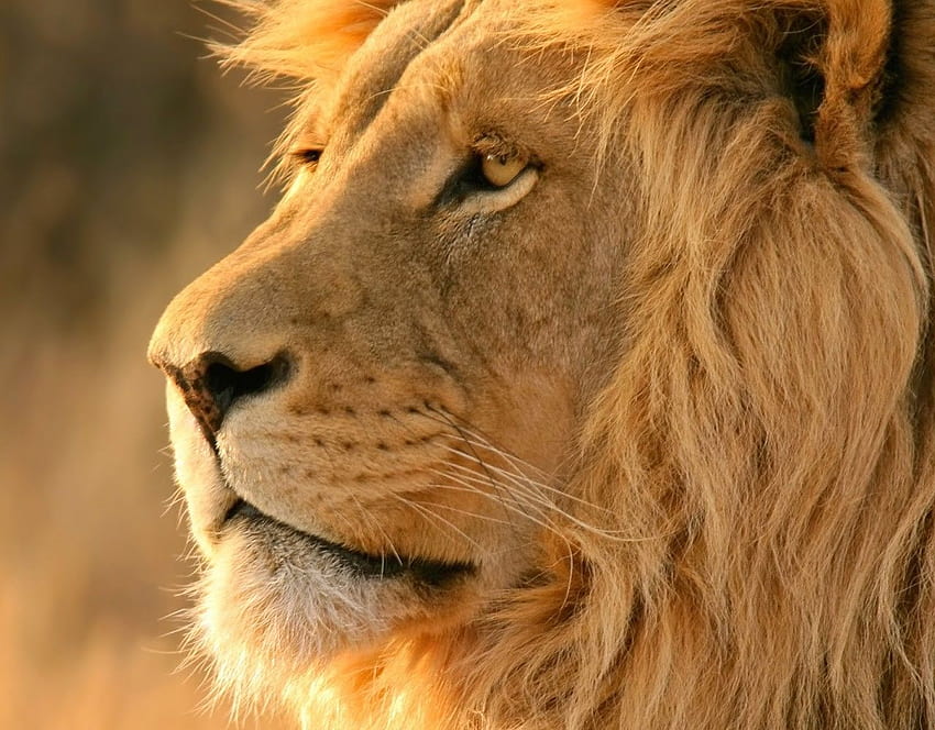 African Lion Safari - Lion s, Strong Lion HD wallpaper