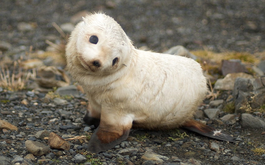 Baby harp seal: pics HD wallpaper