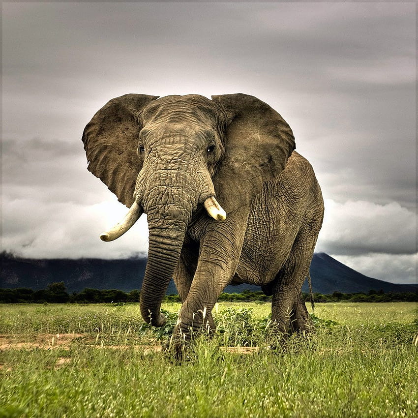 Animals Big Elephant iPad iPhone 277683, 3D Animal HD phone wallpaper