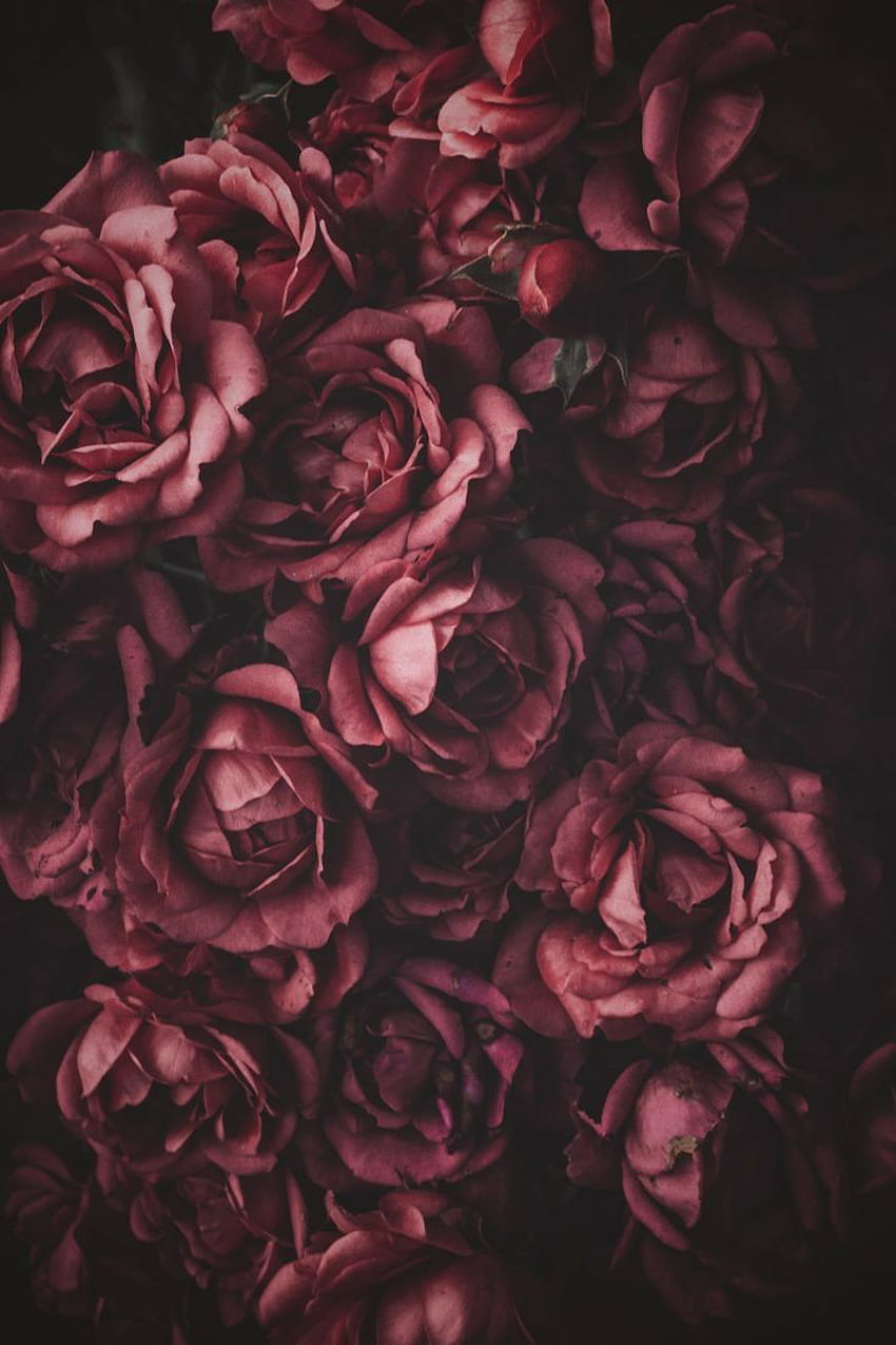 Patterns, flowers and -, Burgundy Flower HD phone wallpaper | Pxfuel