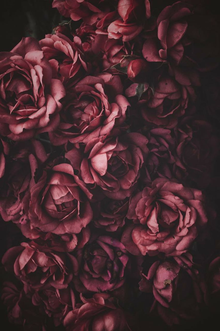 rose, rose et bordeaux -, Roses de Bourgogne Fond d'écran de téléphone HD
