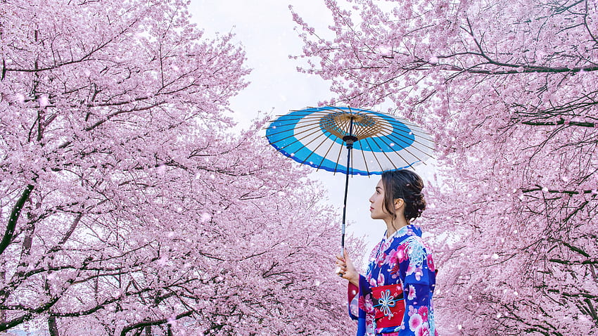 ღ, Musim Semi, Sp, Payung, Bunga, Sakura, Jepang Wallpaper HD