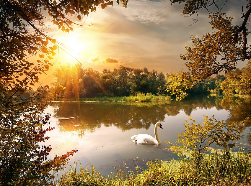 autumn, River, Swan, Sunrises, And, Sunsets, Scenery, Nature / and Mobile Background HD wallpaper