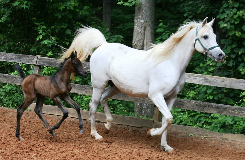 Mama And Baby, arabian horses, horses, mare, foal, filly, baby horses, white arabian horse HD wallpaper