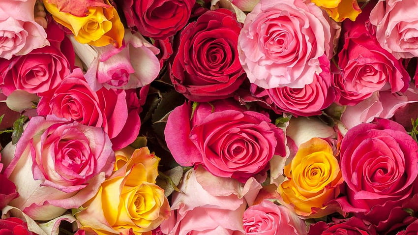 Rosas, Coloridas, Rosas vermelhas, Rosas cor-de-rosa, , , Flores,. para iPhone, Android, celular e papel de parede HD
