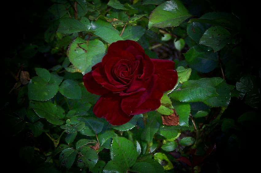 Кървавочервена роза, роза, красива, драматична, кървавочервена HD тапет