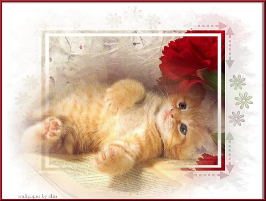 yellow baby is tired, tabby cat, red carnations, cute, sleeping, yellow cat HD wallpaper
