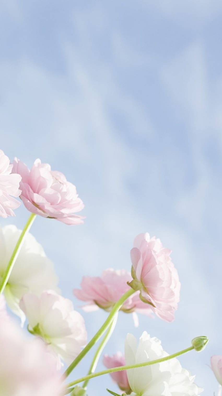 De Mayo, Floral, Naturaleza fondo de pantalla del teléfono