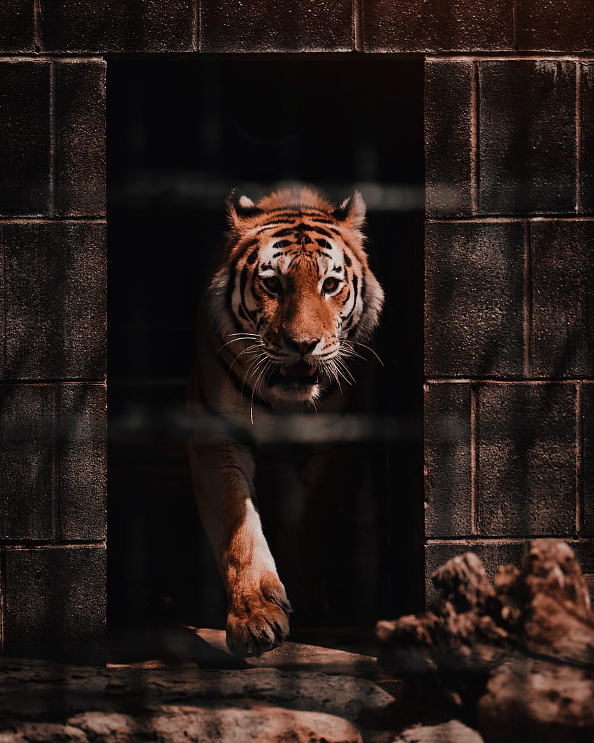 Tiger, wild, predator HD phone wallpaper