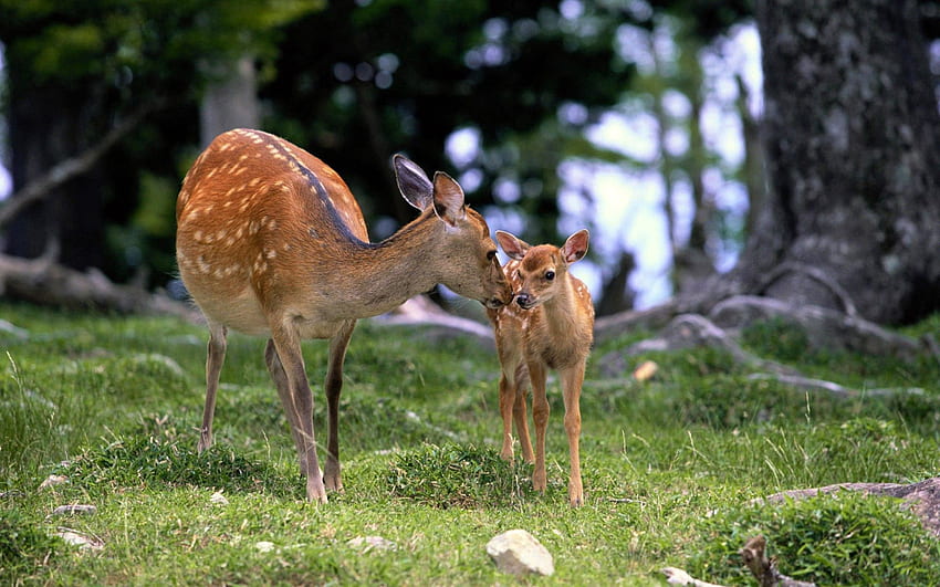 Animals, Grass, Forest, Young, Stroll, Care, Joey, Deer HD wallpaper