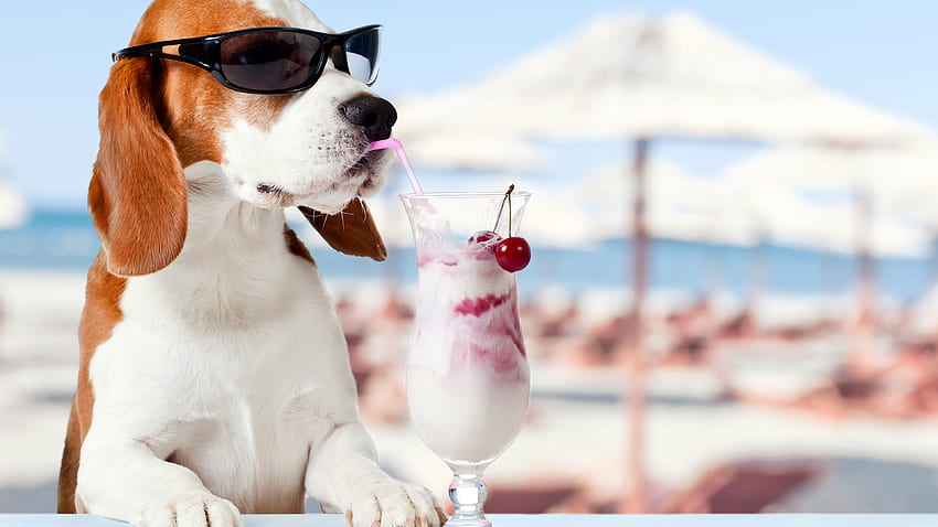 Beagle, Dog, Drinks, Summer, Holiday, Funny, Sunglasses, , , Background,  69d091, Summer Puppy HD wallpaper | Pxfuel