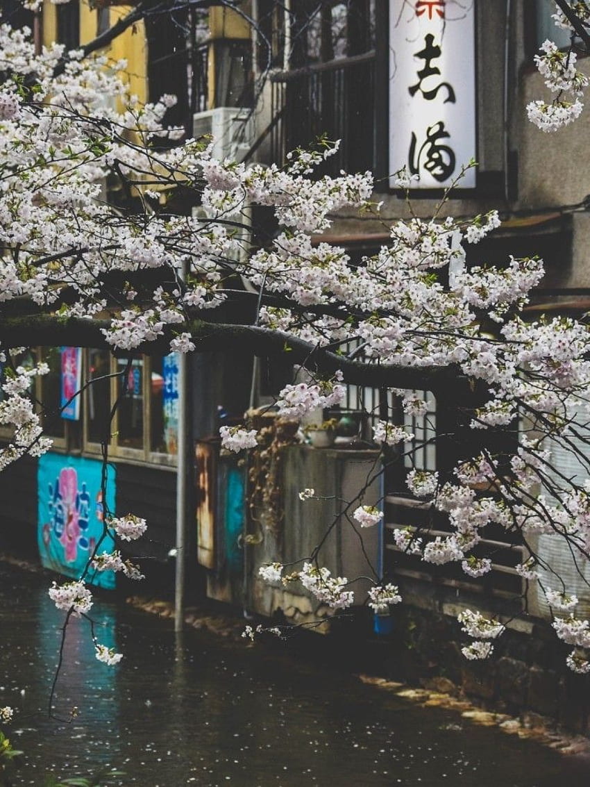 일본, 거리, 벚꽃, 비가 오는 거리, 일본 비 거리 HD 전화 배경 화면