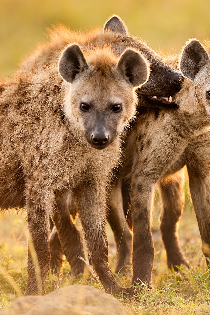 Tired Hyena