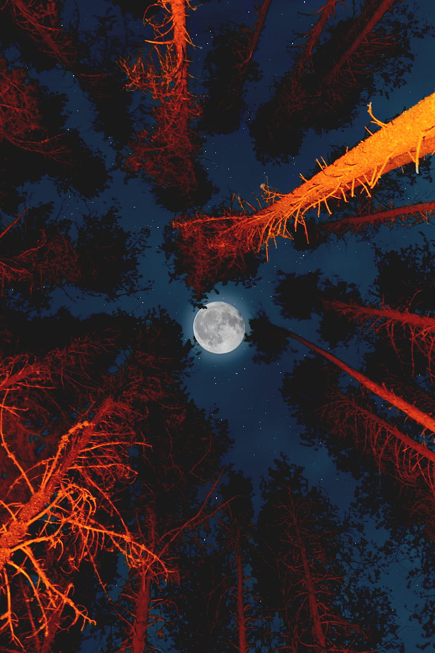 Księżyc w pełni, natura, drzewa, księżyc, połysk, światło, widok z dołu Tapeta na telefon HD