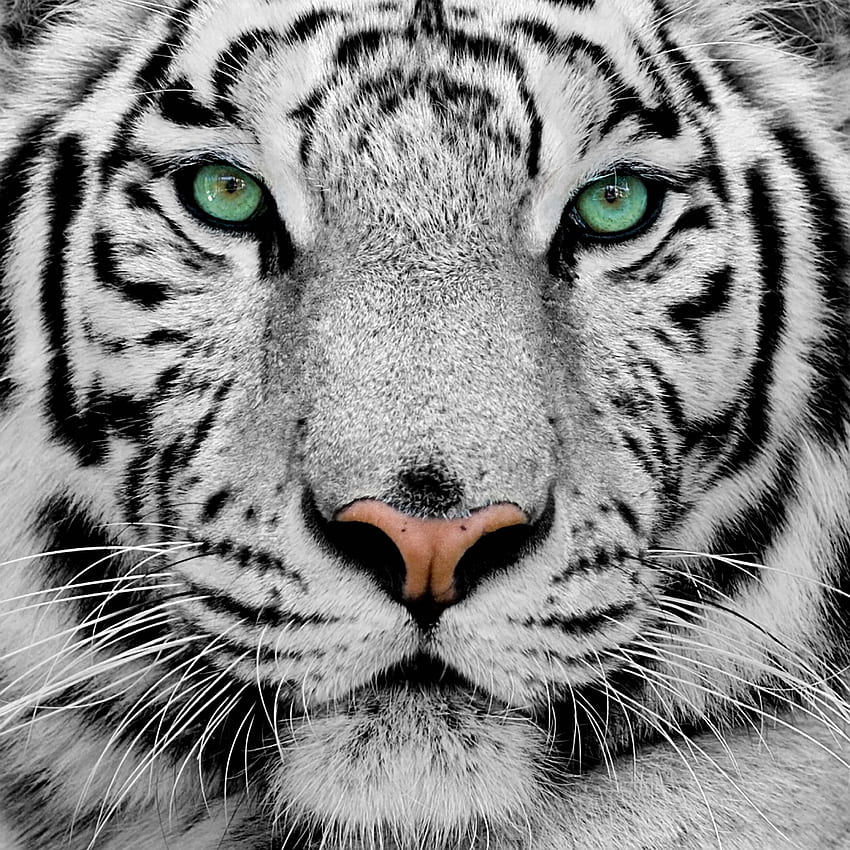 Geniales tigres blancos. Animales y mascotas, Tigre de nieve fondo de pantalla del teléfono