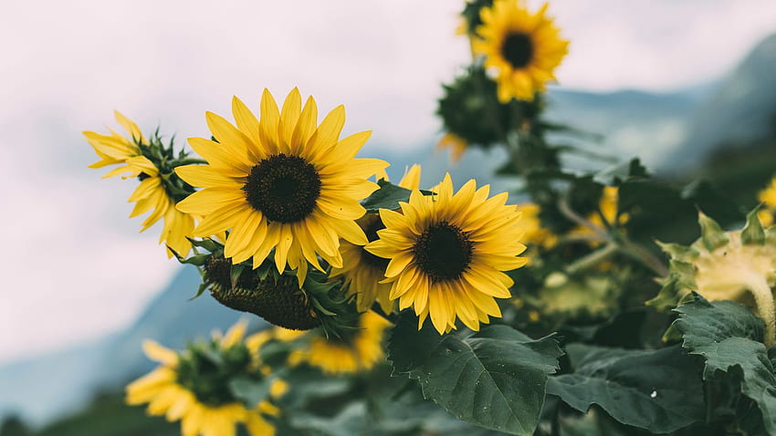 sunflower, flowers, yellow, bloom, plant tablet, laptop background, Yellow Flowers Laptop HD wallpaper
