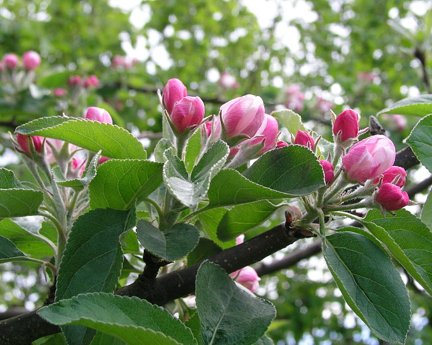 Apfelblüte, Apfel, Blüte HD-Hintergrundbild
