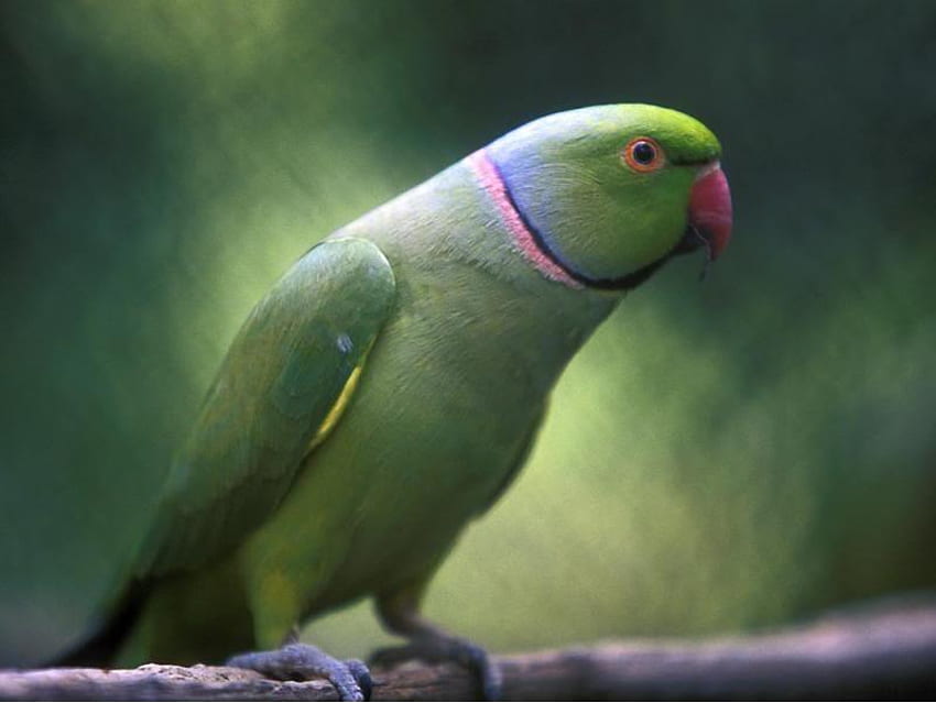 Papuga, zwierzę, ptak, zielony Tapeta HD