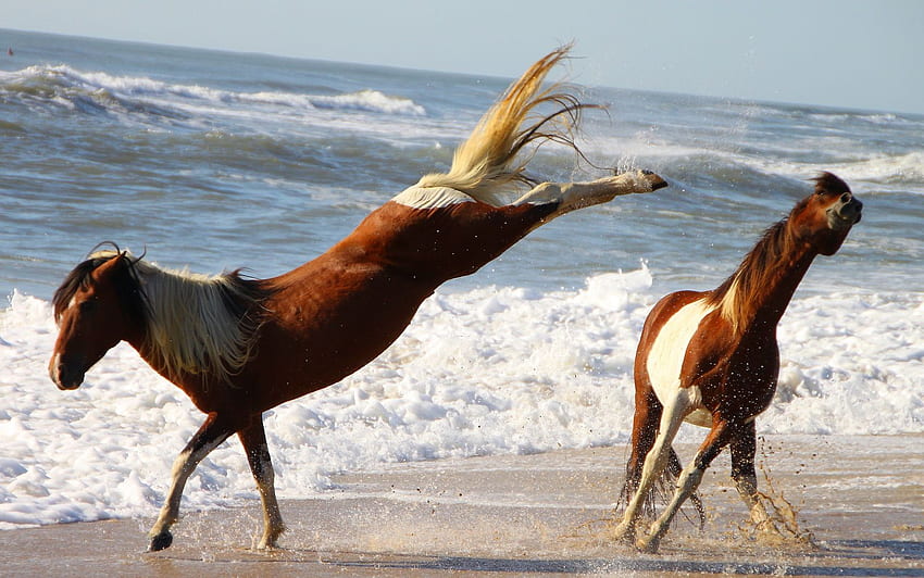 Assateaque horses beach ponys kicks pinto 821 - 야생 핀토 말 HD 월페이퍼