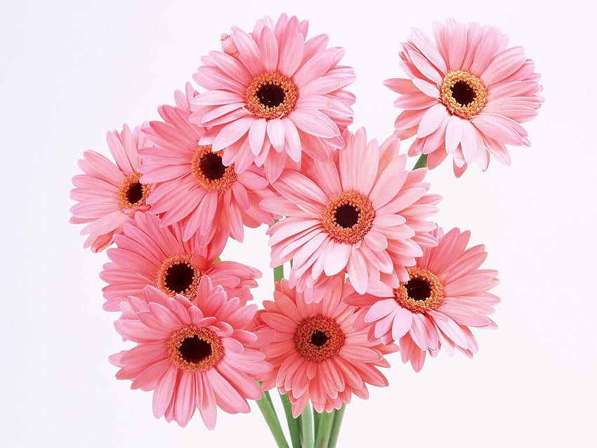 pink gerbera daisies 1024x 768 . jpg, bunch, pijnk, boquet, daisies HD wallpaper