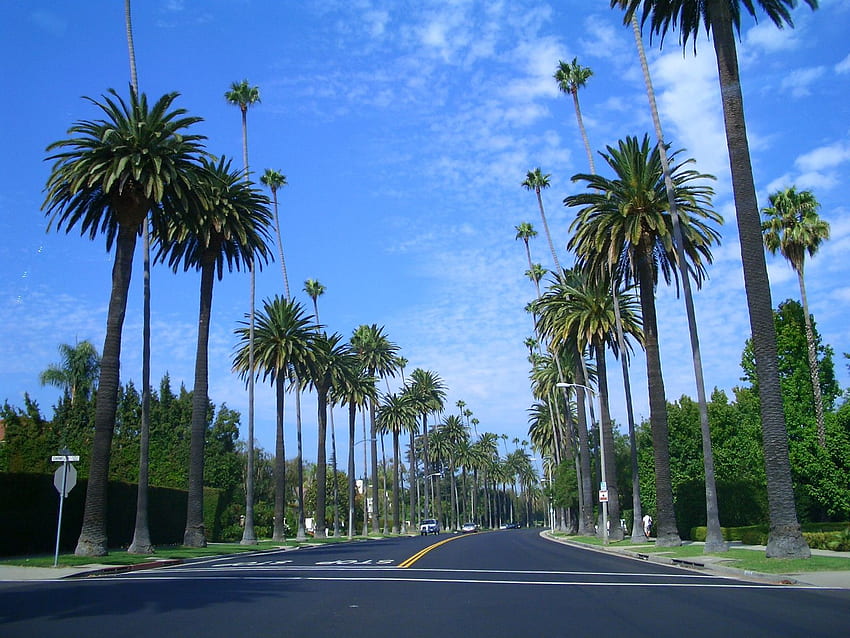 Típica calle bordeada de palmeras en Beverly Hills. Árbol fondo de pantalla