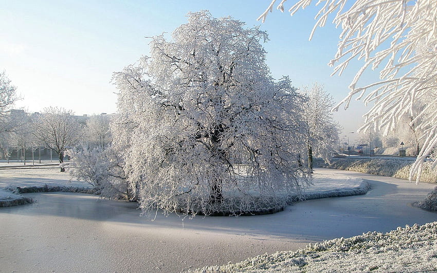 Winter, Nature, Ice, Wood, Tree, Surface, Hoarfrost, Frost, Pond, Frozen, Willow HD wallpaper