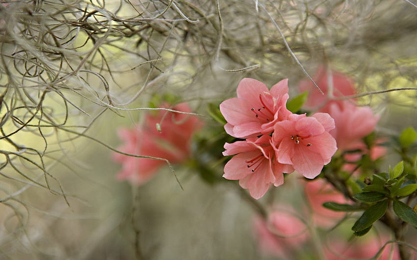 NC7524 - Background for Beautiful Spring Scenes HD wallpaper