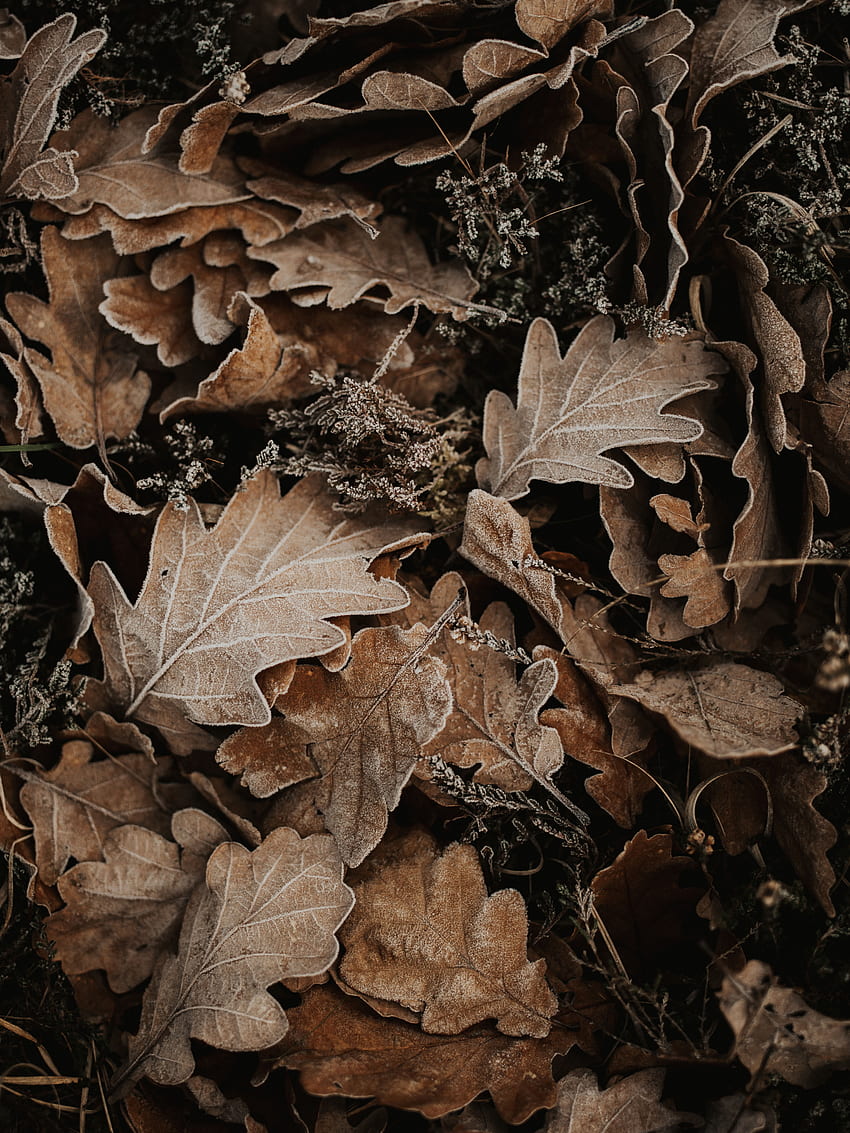 가, 나뭇잎, 매크로, 프 로스트, 흰 서리, 참나무, 타락한 HD 전화 배경 화면