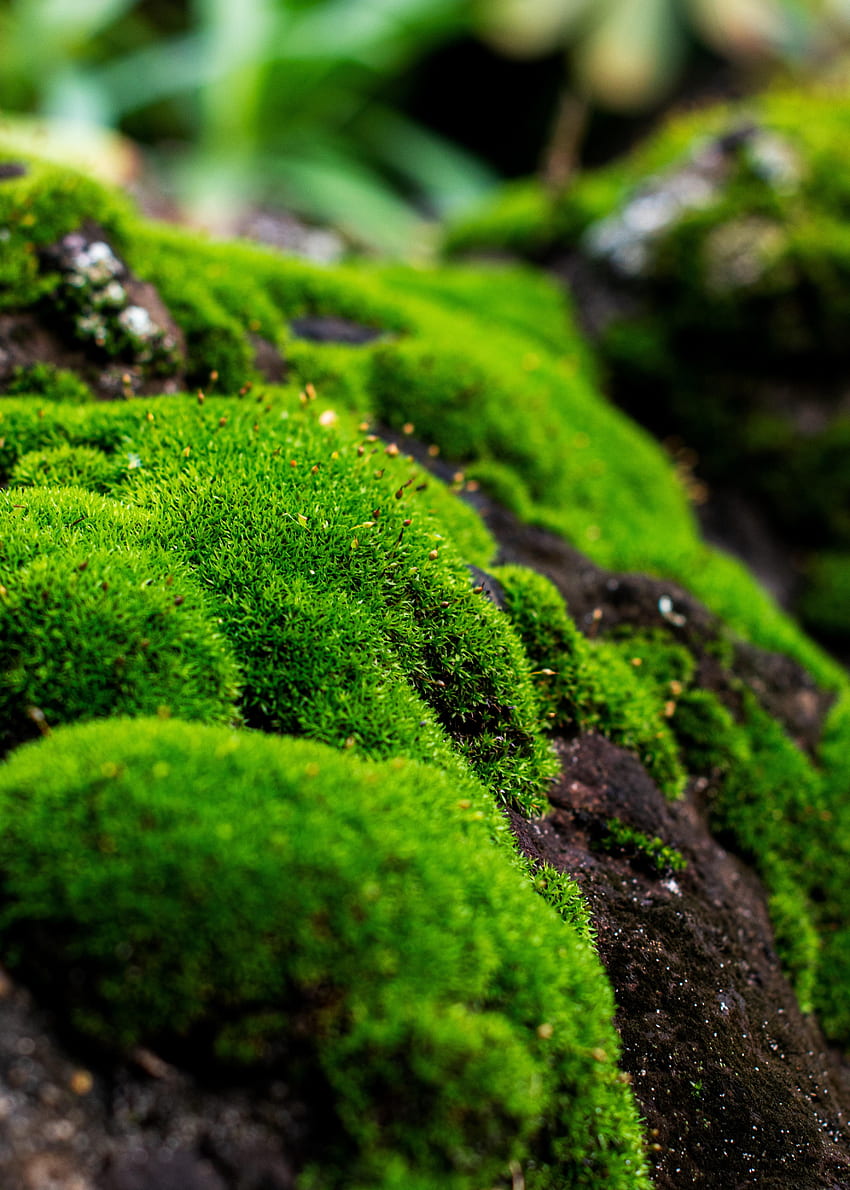 Plant, Macro, Moss, Lichen HD phone wallpaper