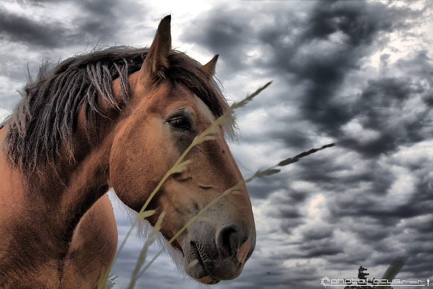 horse, animals, sky, nature, head HD wallpaper