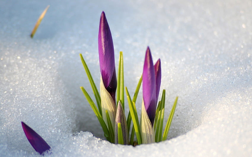 Spring is coming, purple, flower, snow, spring, macro HD wallpaper