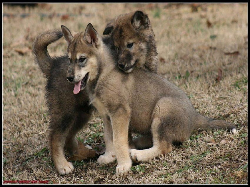 Adorable Siblings, dogs, wolves, pups, animals HD wallpaper